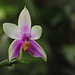 Phalaenopsis bellina (violacea borneo)