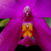 Phalaenopsis violacea 'Sumatra'