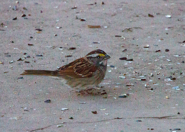 White-throated Sparrow (Zonotrichia albicollis)