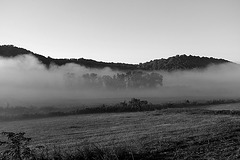 Fog over the farm
