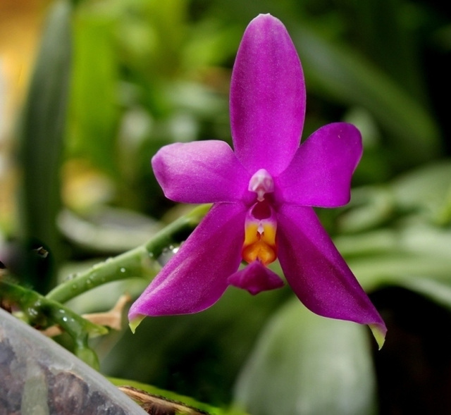 Phalaenopsis violacea 'Sumatra' (3)