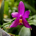 Phalaenopsis violacea 'Sumatra' (3)
