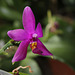 Phalaenopsis violacea 'Sumatra'