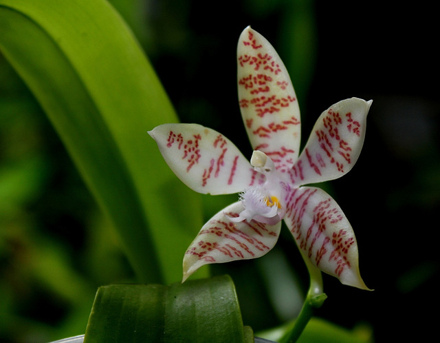 Phalaenopsis hieroglyphica (3)