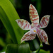 Phalaenopsis hieroglyphica (3)
