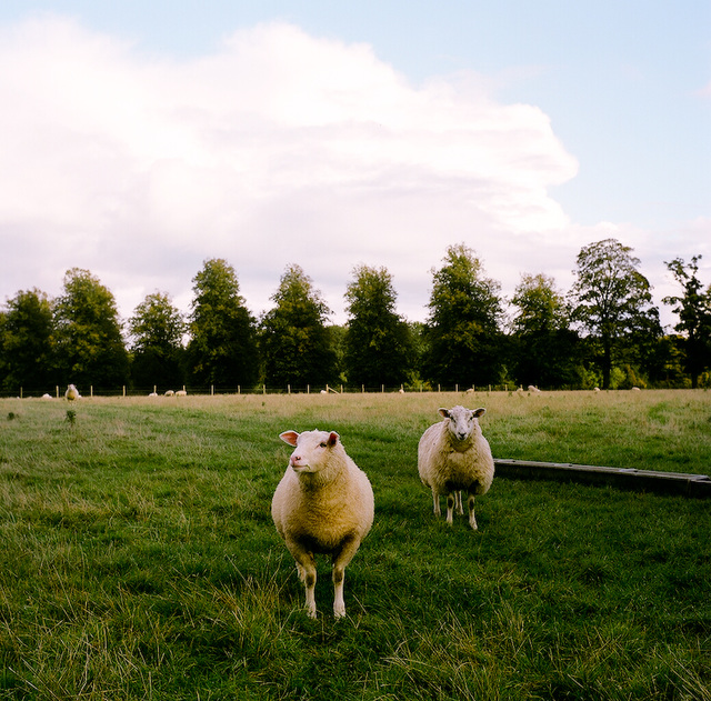 Two sheep and a lime avenue