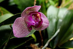 Phalaenopsis hybride pélorique (2) Phalaenopsis hybride pélorique (2)