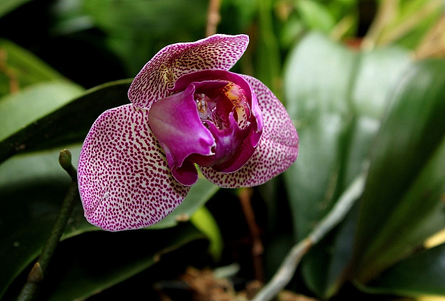 Phalaenopsis hybride pélorique (2)