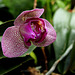 Phalaenopsis hybride pélorique (2)