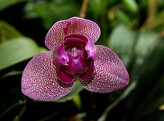 Phalaenopsis hybride pélorique Phalaenopsis hybride pélorique