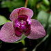 Phalaenopsis hybride pélorique