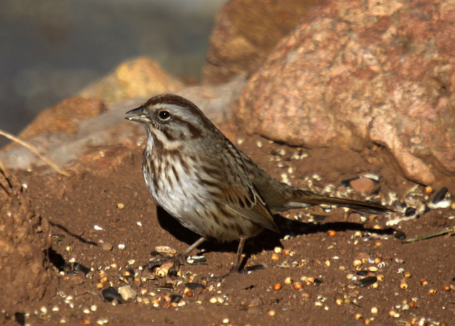 Song Sparrow