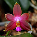 Phalaenopsis bellina x venosa