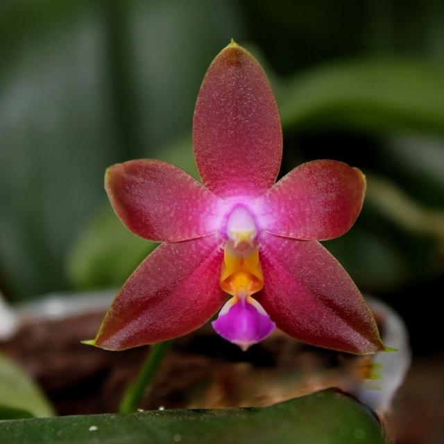 Phalaenopsis bellina x venosa (2)