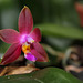 Phalaenopsis bellina x venosa (3)