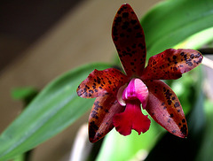 LaelioCattleya x ' Preciosilla ' (2)