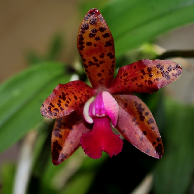 LaelioCattleya x ' Preciosilla ' (3)