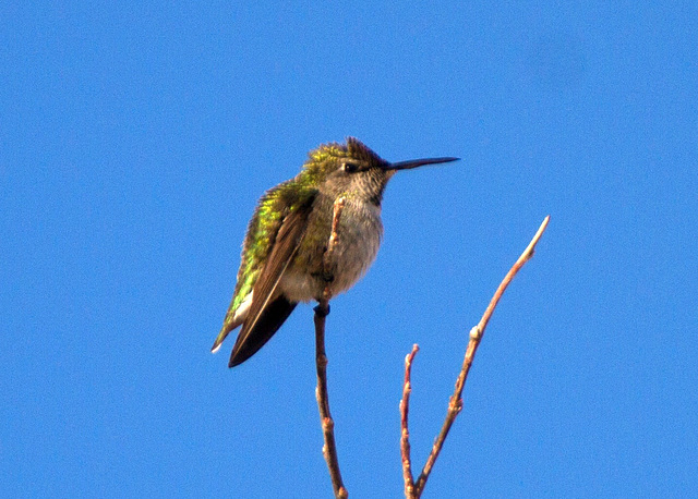 Anna's Hummingbird