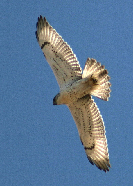 Ferruginous Hawk