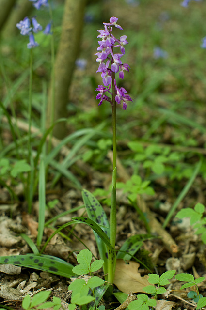 Early Purple Orchid