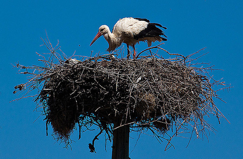 20120509 9341RAw [E] Weißstorch Caceres