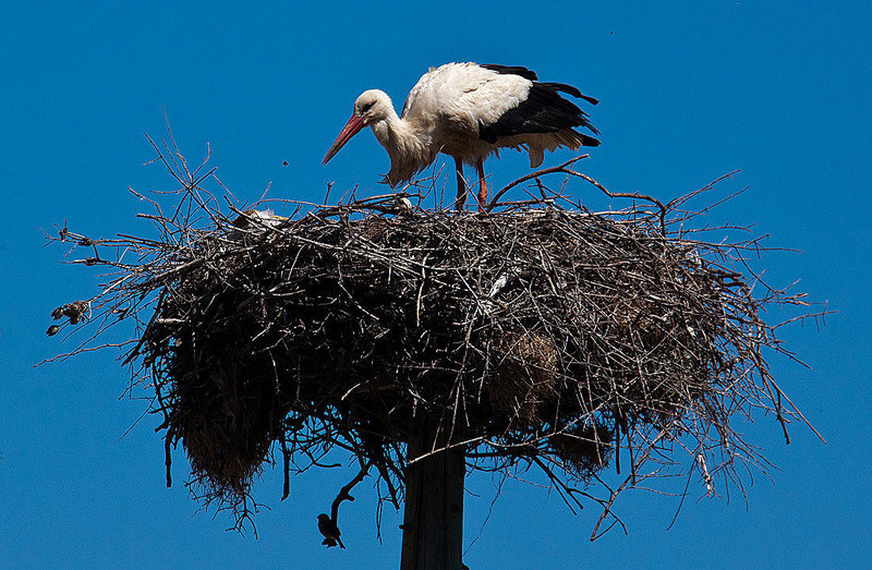 20120509 9341RAw [E] Weißstorch Caceres