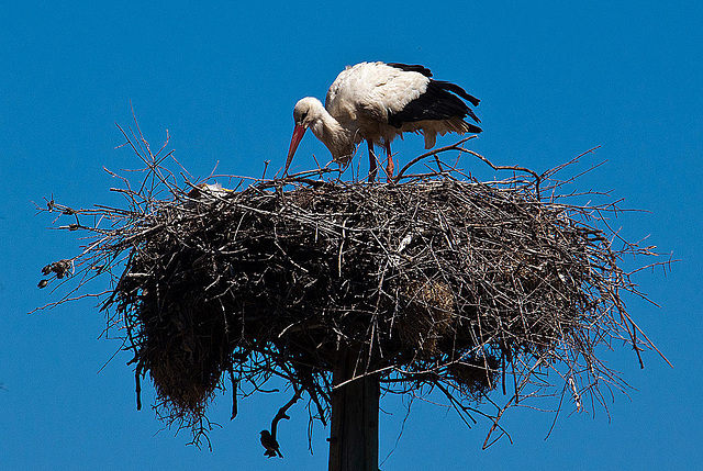 20120509 9343RAw [E] Weißstorch Caceres