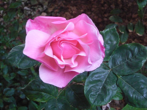 Rosa rosa