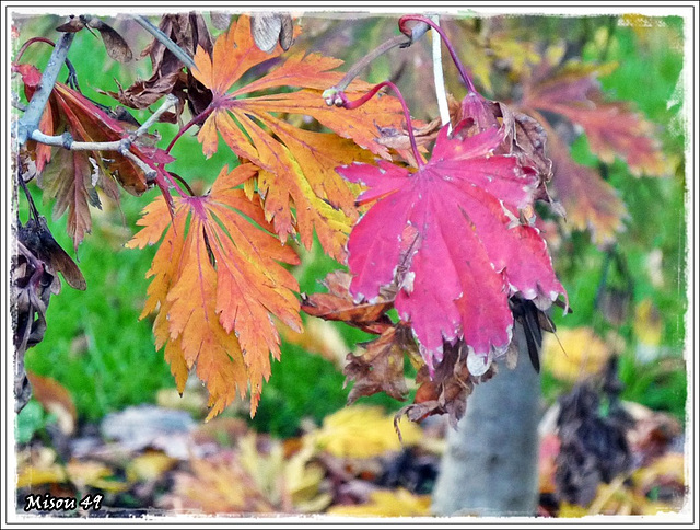 L'ARBORETUM