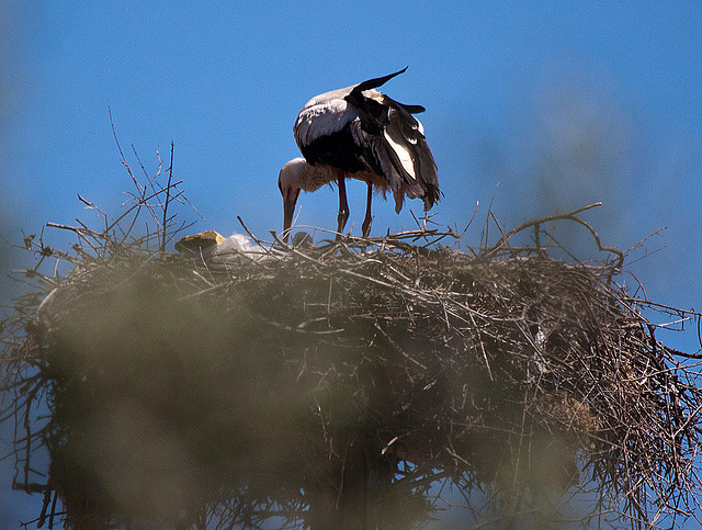 20120509 9351RTw [E] Weißstorch Caceres