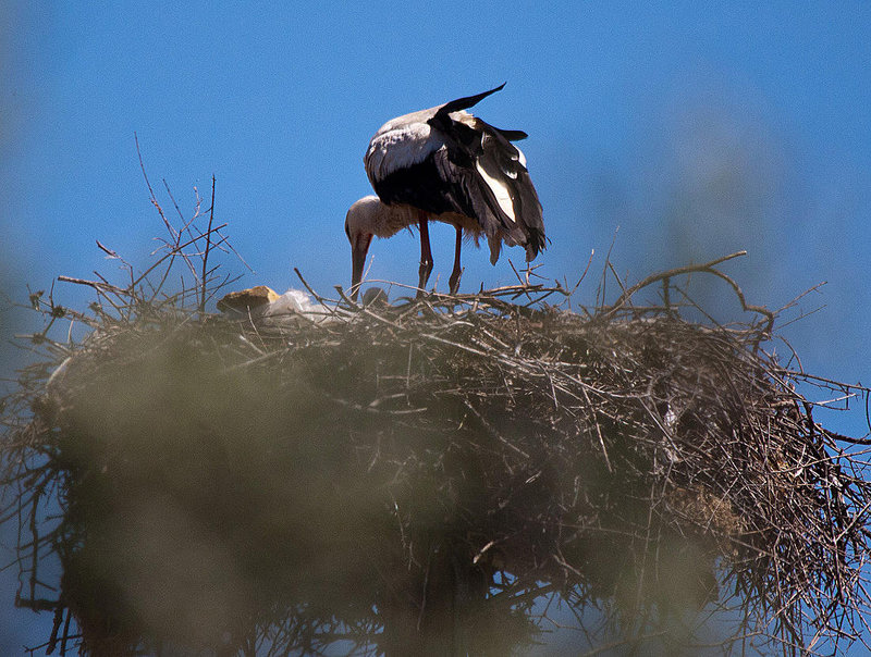 20120509 9351RTw [E] Weißstorch Caceres