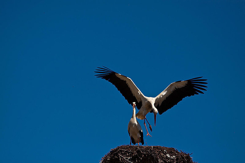 20120509 9358RTw [E] Weißstorch (Ciconia ciconia), Caceres [N521], Extremadura