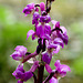 Early Purple Orchid