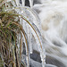 Grass icicles, Shetland