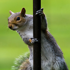 Squirrel on a pole