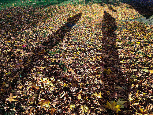 Shadows