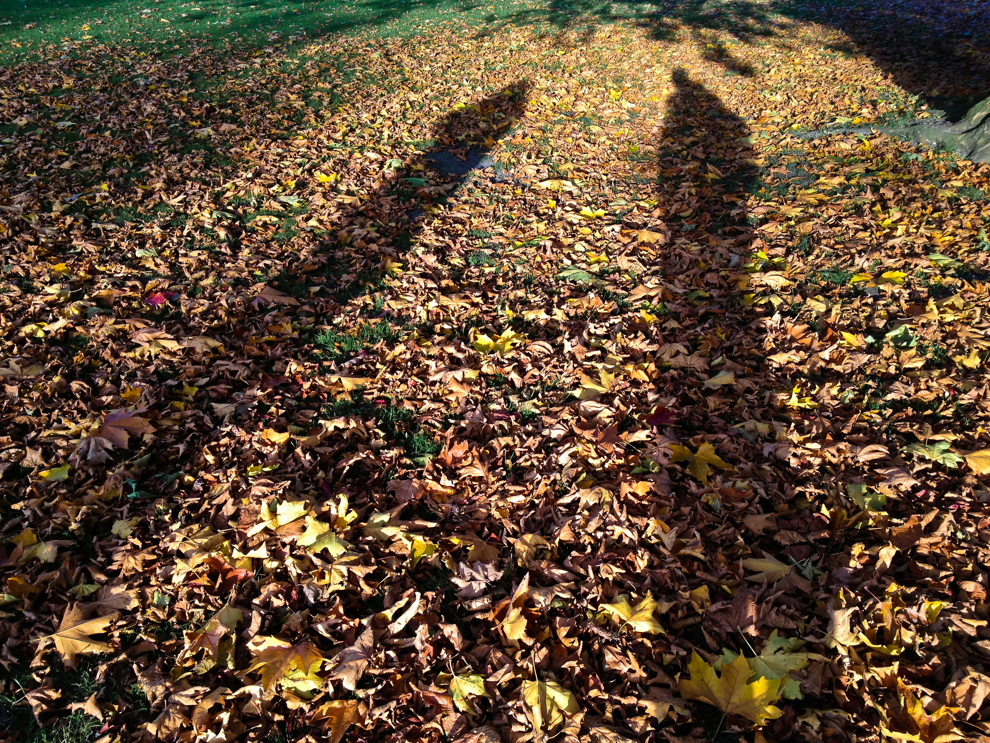 Shadows