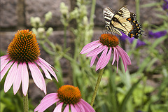 Sipping Echinacea-2 – Brookside Gardens, Wheaton, Maryland