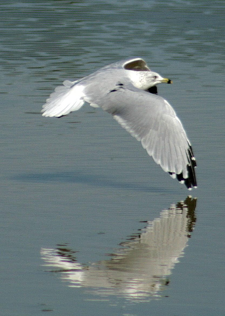 Ring-Billed Gull