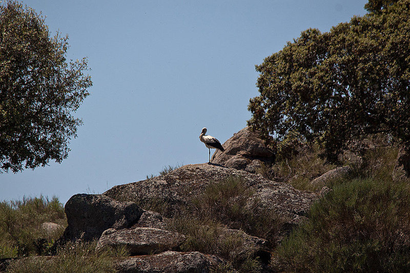 20120509 9366RTw [E] Weißstorch (Ciconia ciconia), Caceres [N521], Extremadura