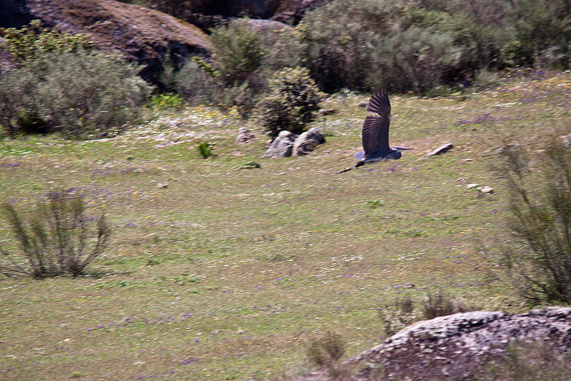 20120509 9371RTw [E] Graureiher caceres