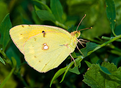Yellow butterfly.