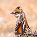 Greater Prairie-Chicken Profile