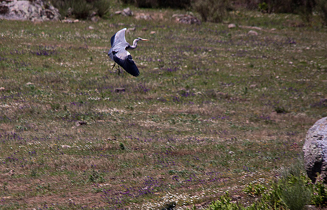 20120509 9376RTw [E] Graureiher (Andrea cinerea), Caceres [N521], Extremadura