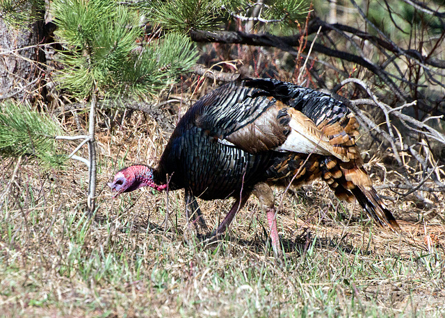 Wild Turkey (Meleagris gallopavo)