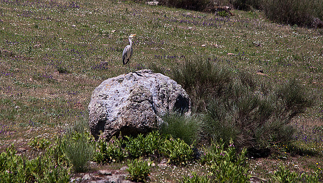 20120509 9378RTw [E] Graureiher Caceres