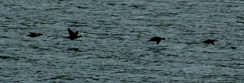 Day 4: Surf Scoters