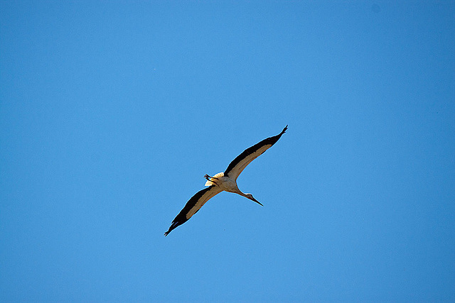 20120509 9385RTw [E] Weißstorch Caceres