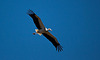 20120509 9388RTw [E] Weißstorch