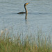 Double-Crested Cormorant (Phalacrocorax auritus)